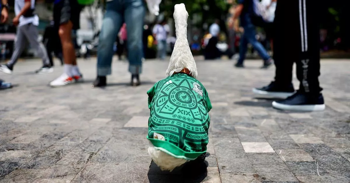 Pato Merlín 2