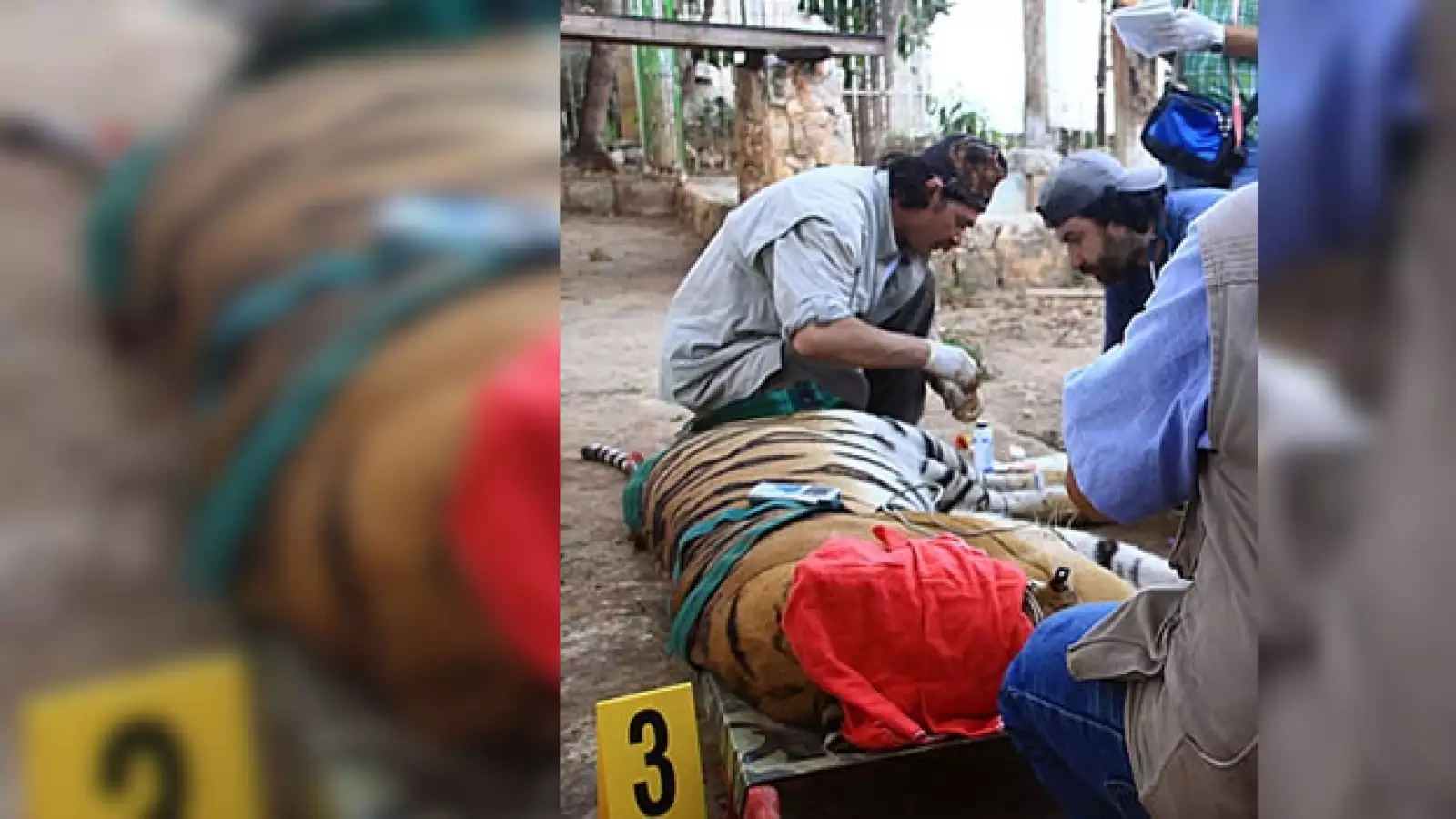 tigres asegurados en Cancún 2