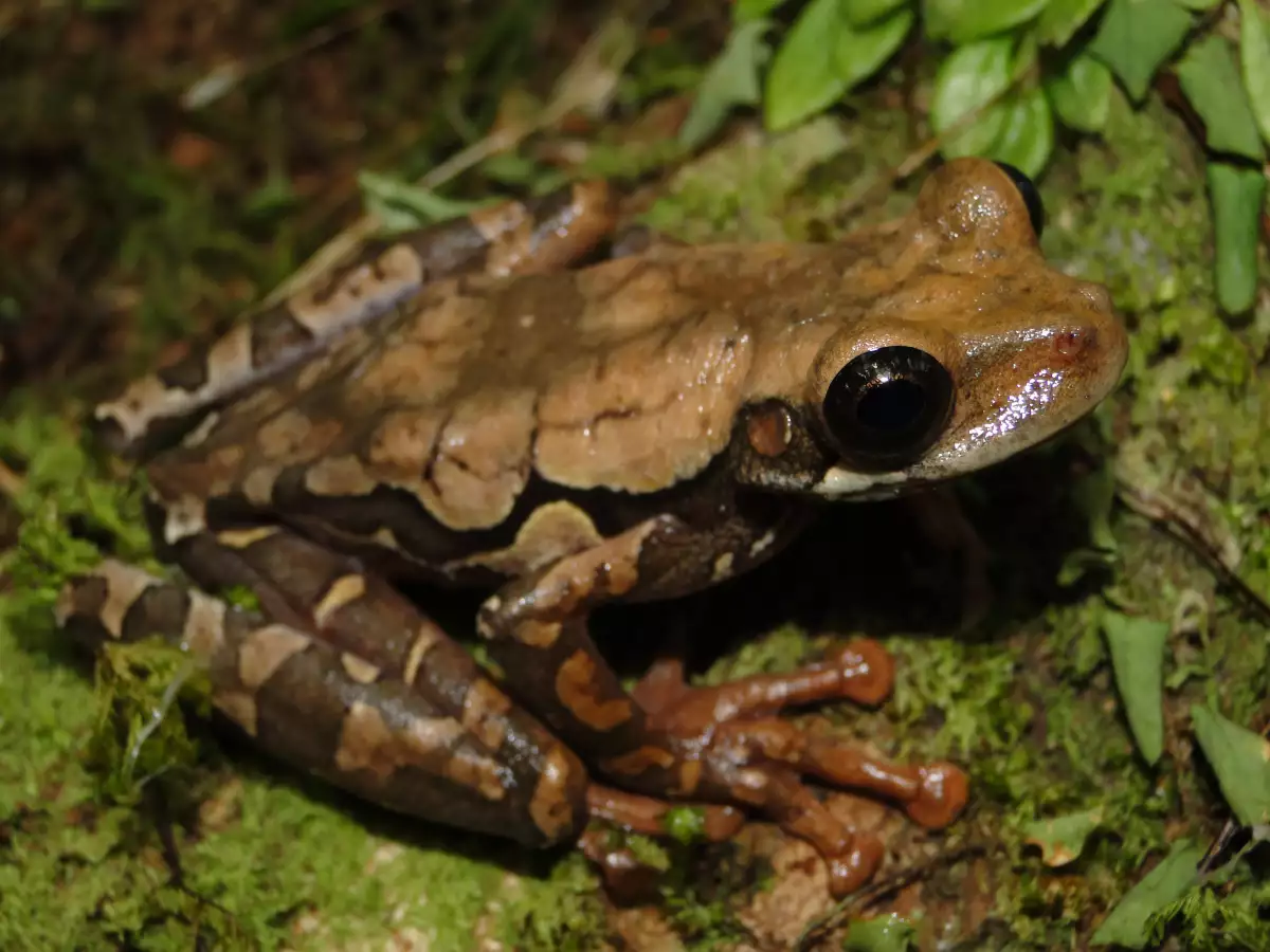 nueva-especie-rana-peru