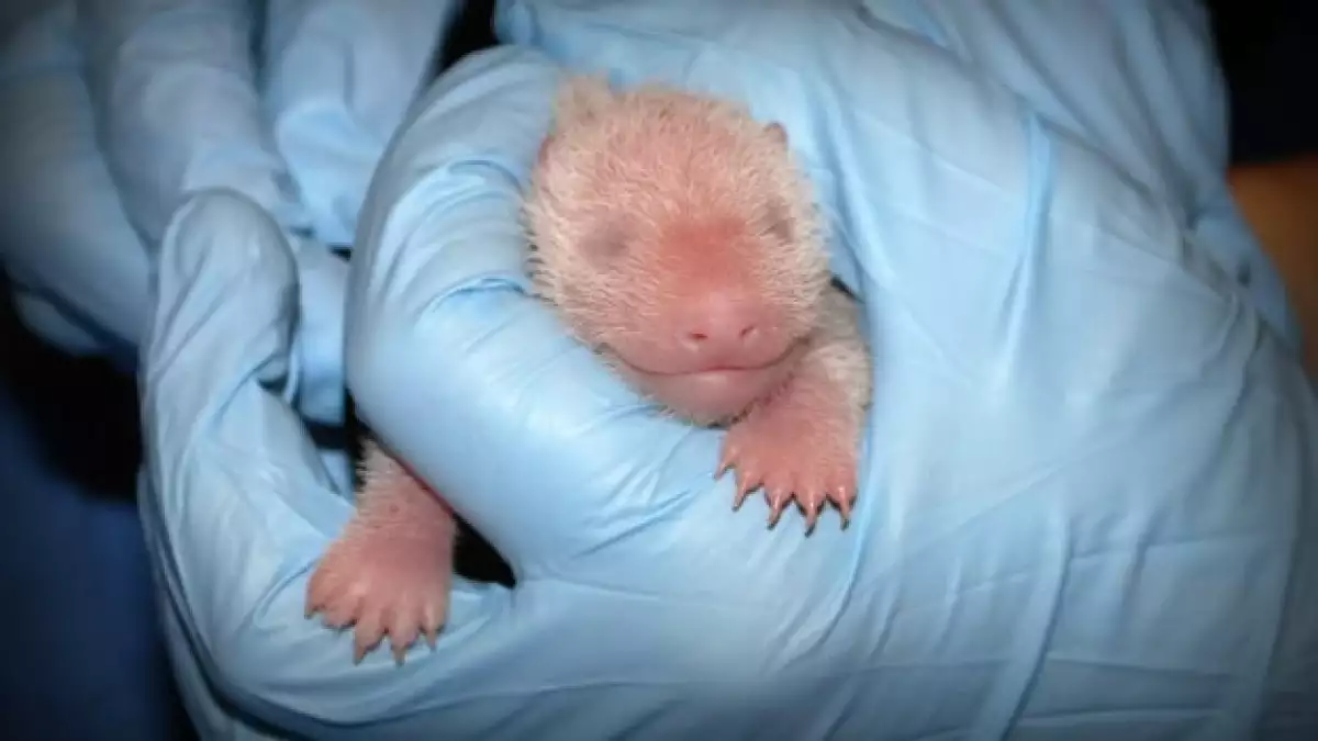 panda