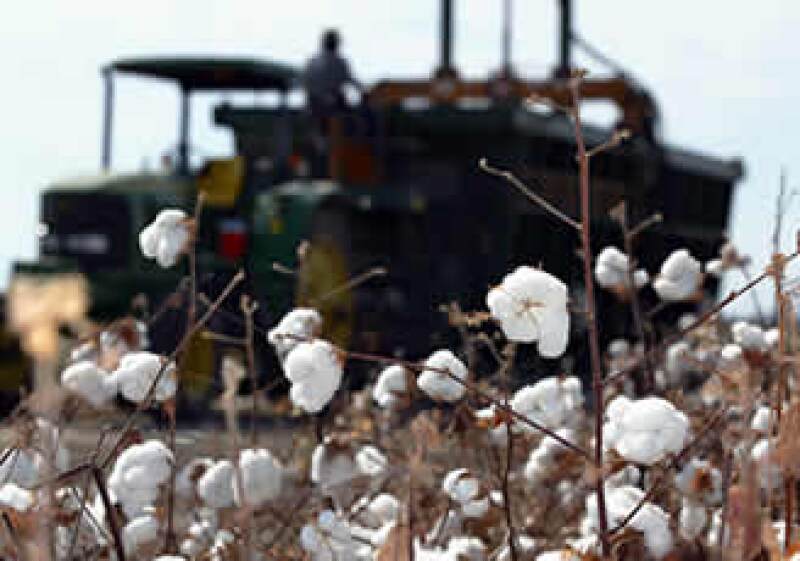 Las restricciones impuestas por India desde abril de 2010, han disparado los precios del algodón, ya que es el segundo mayor exportador de esta fibra a nivel mundial. (Foto: AP)