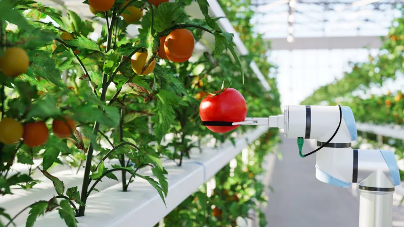 Agricultura hidropónica, una alternativa a la alimentación