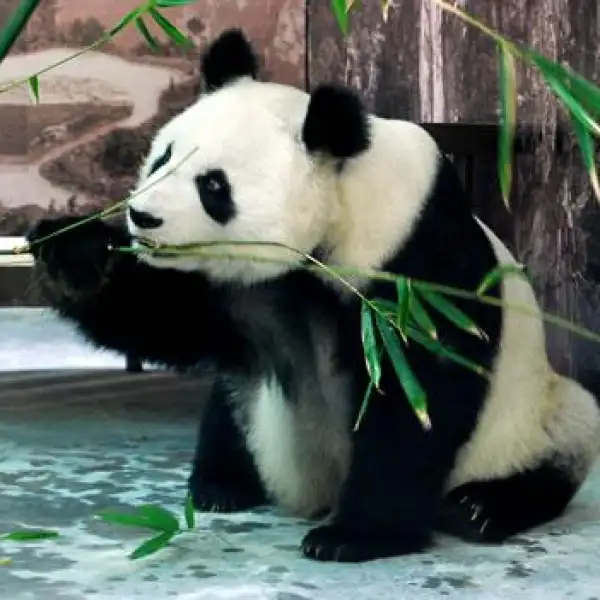 Panda Shuan Shuan