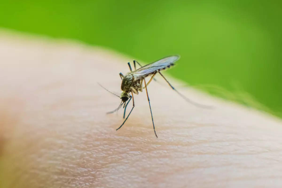 que-es-el-virus-chandipura