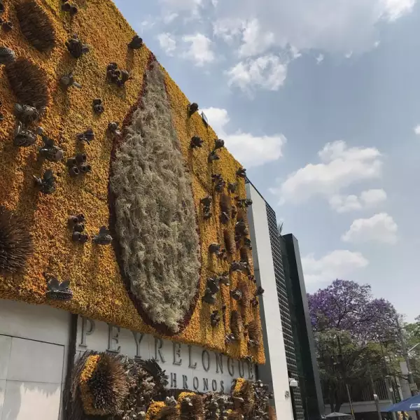 Peyrelongue-Polanco-En-Flores