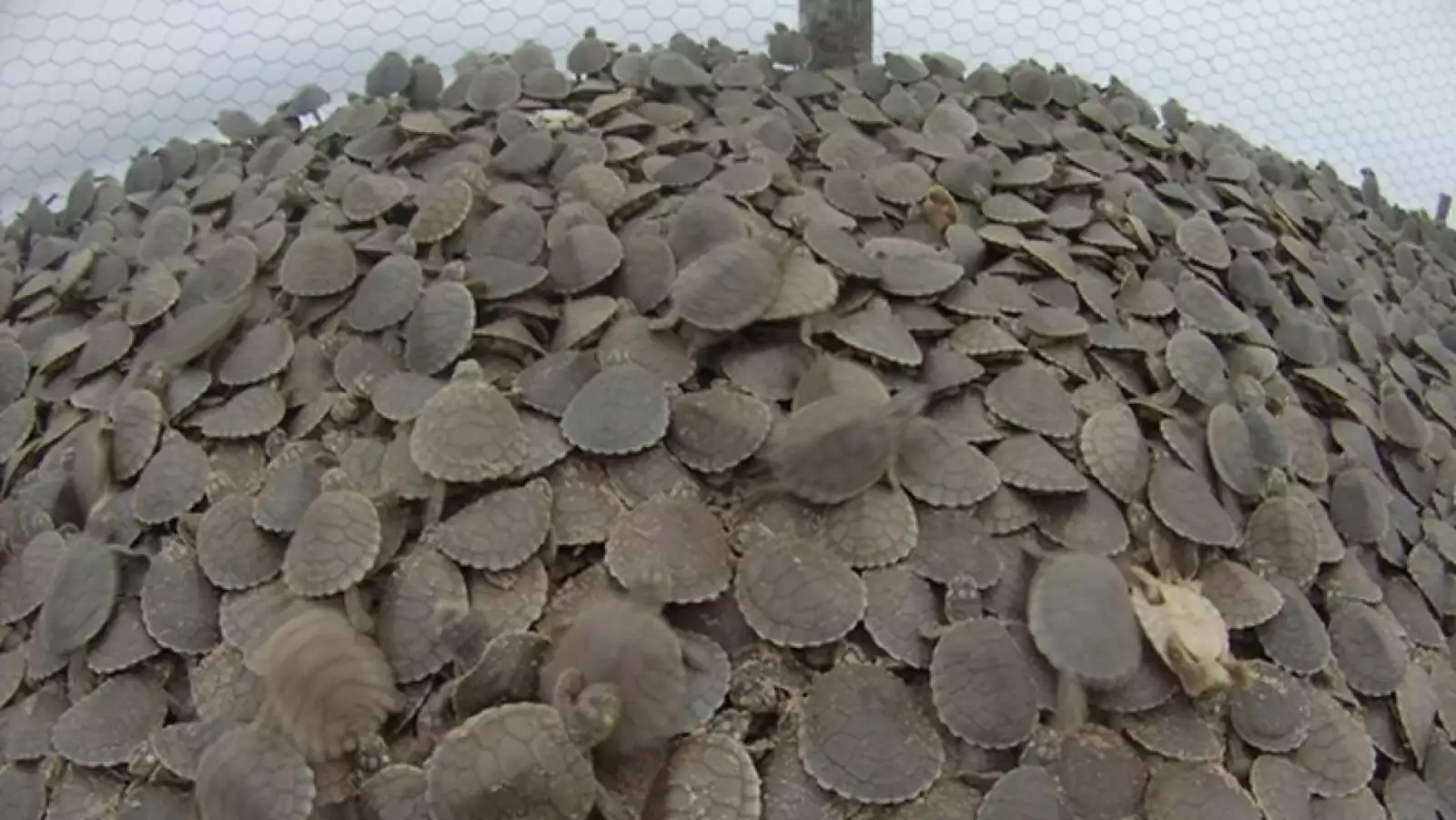 liberacion de tortugas