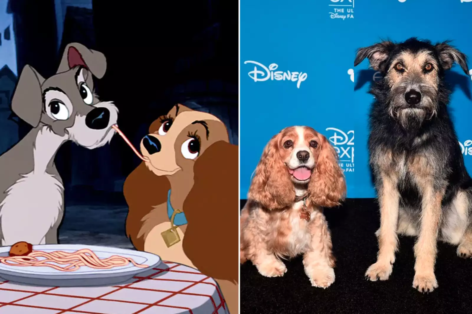 dia-mundial-perro-dama-vagabundo