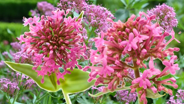 Valeriana