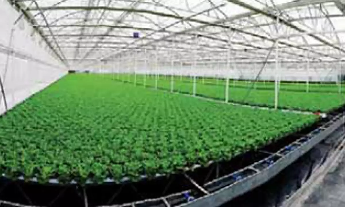 Altex invirtió un total de 500 millones de pesos (mdp) para automatizar al 100% el invernadero hidropónico. (Foto: Especial)
