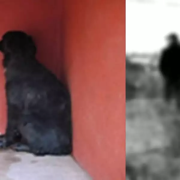 perros iztapalapa 4