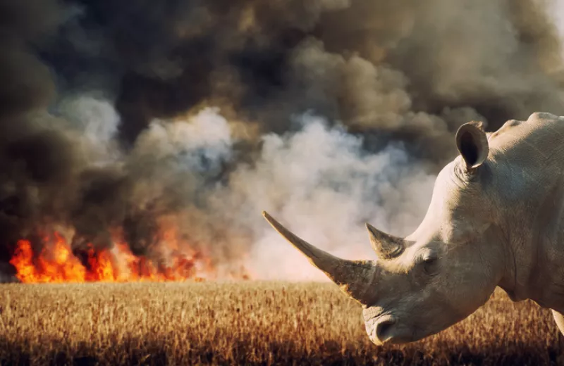 Environmental Damage (Savanna Fire and Rhinoceros in Africa)