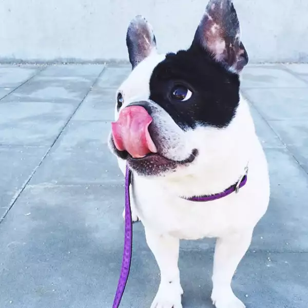 Pepa es una bulldog francés blanca con manchas negras.