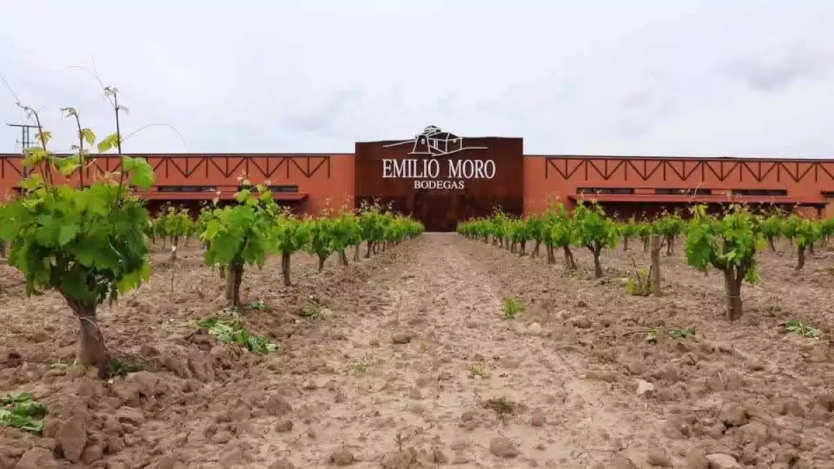 La española Bodegas Emilio Moro apuesta por México a pesar de que aún se consume poco vino, ¿por qué? 