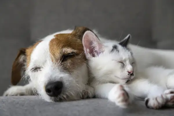 Perro y gato duermen juntos sobre un sillón.