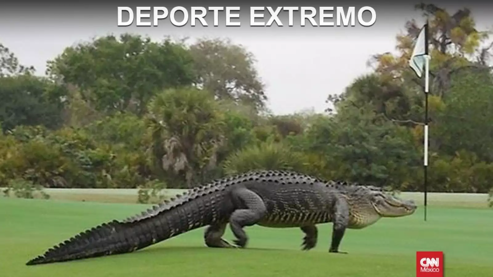 cocodrilo en campo de golf