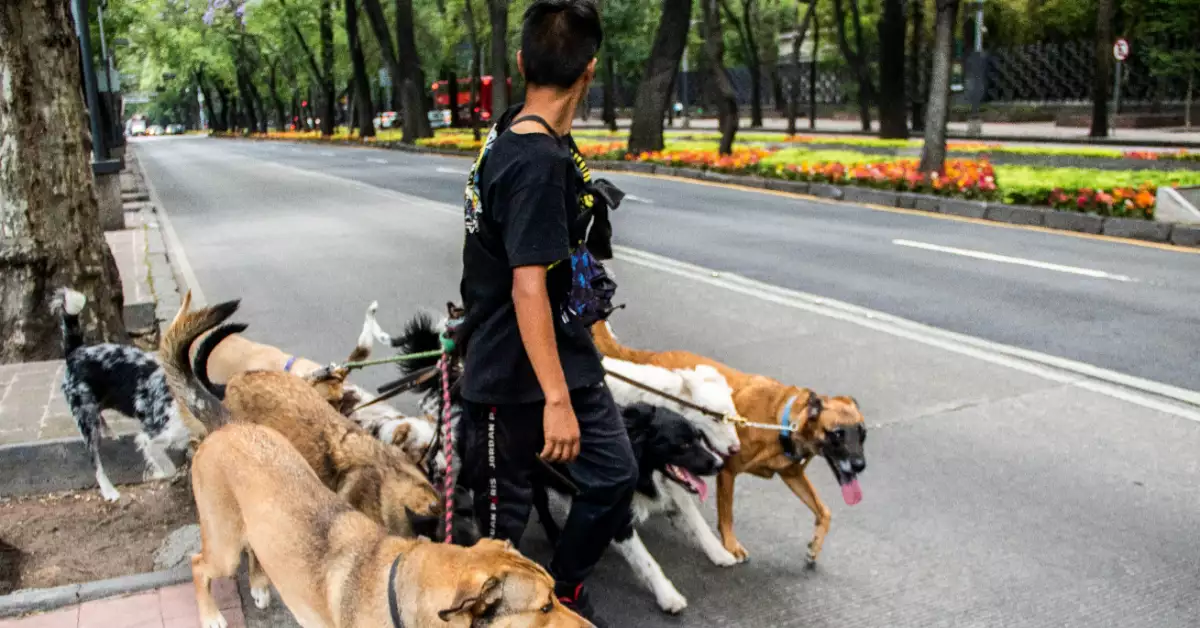 paseador-perro-cdmx.jpg