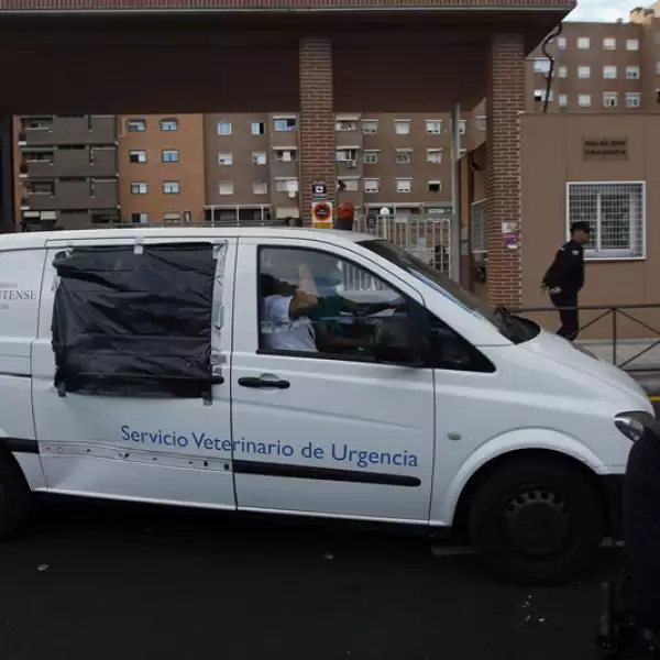 Excálibur perro protestas 5