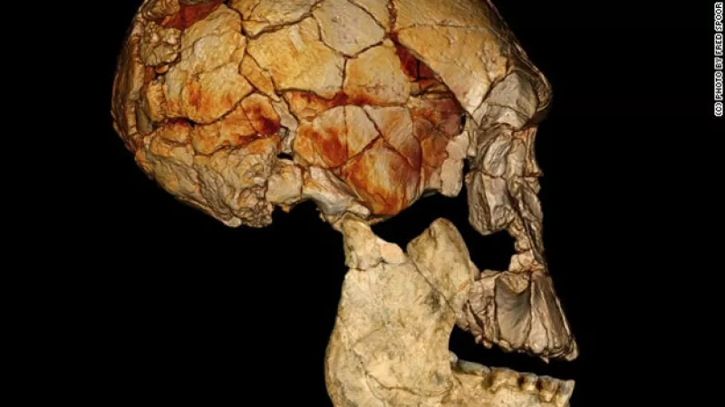 cráneo Homo rudolfensis