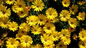 yellow daisy