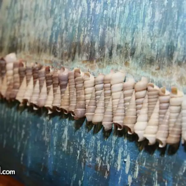 Mar de Carla Macías