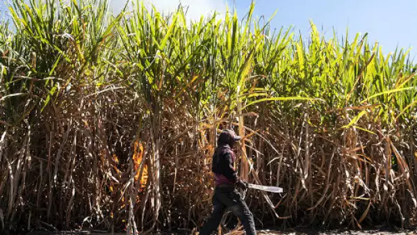 ingenio azucarero ca�a de az�car