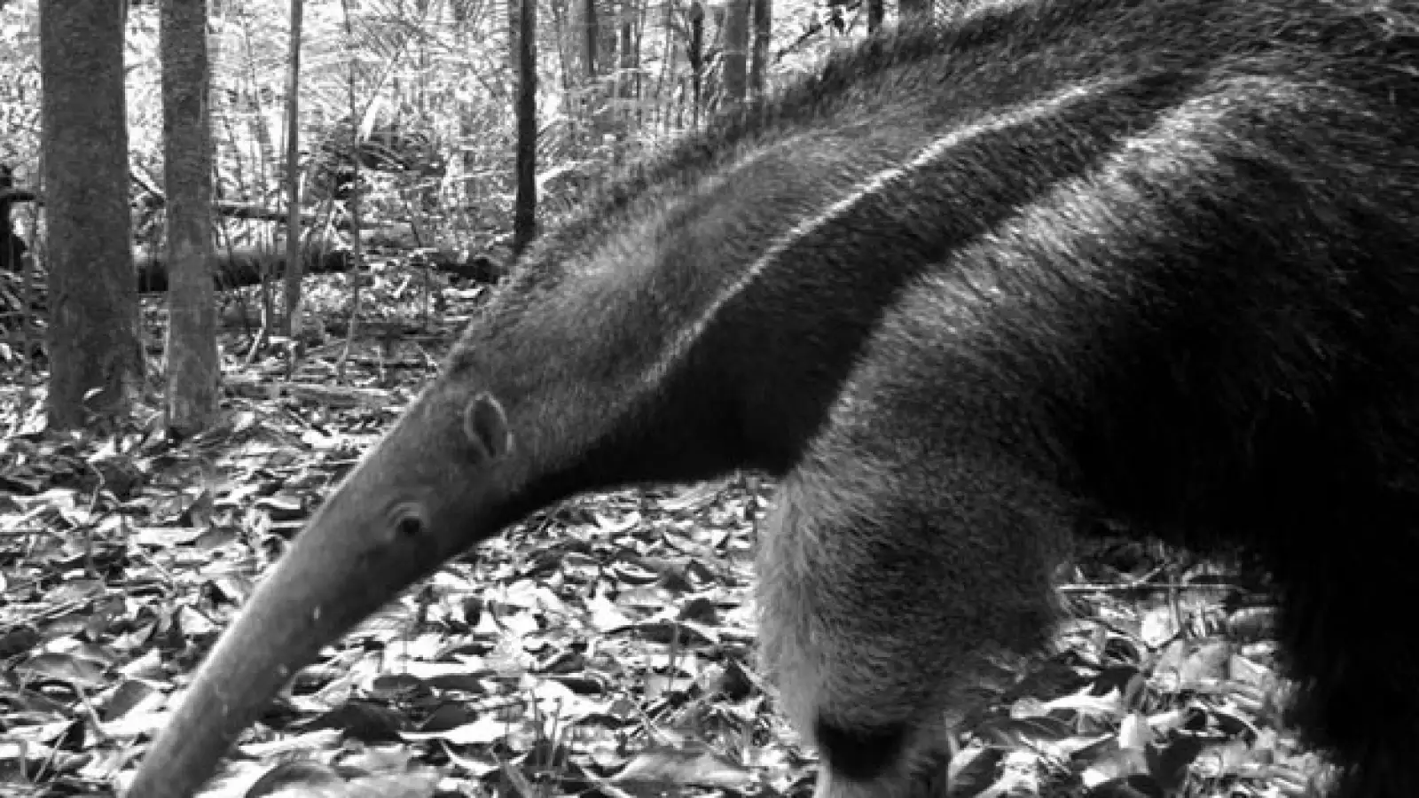 oso hormiguero especies naturaleza