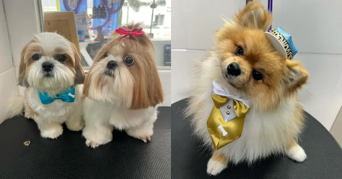 perros-spas-brasil.jpg