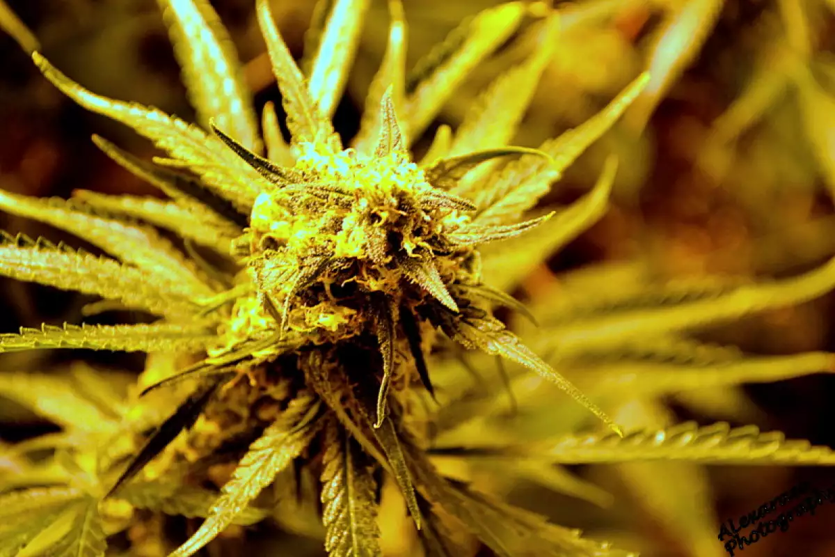 Cannabis