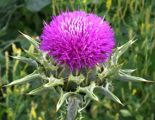 El cardo lechoso es ideal para limpiar el hígado y curar intoxicaciones en él.