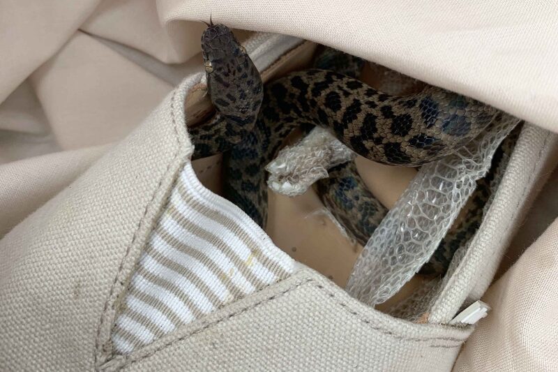Serpiente