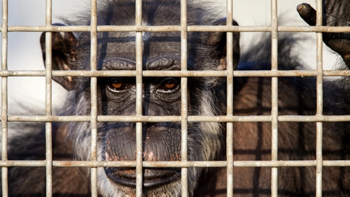 chimpance