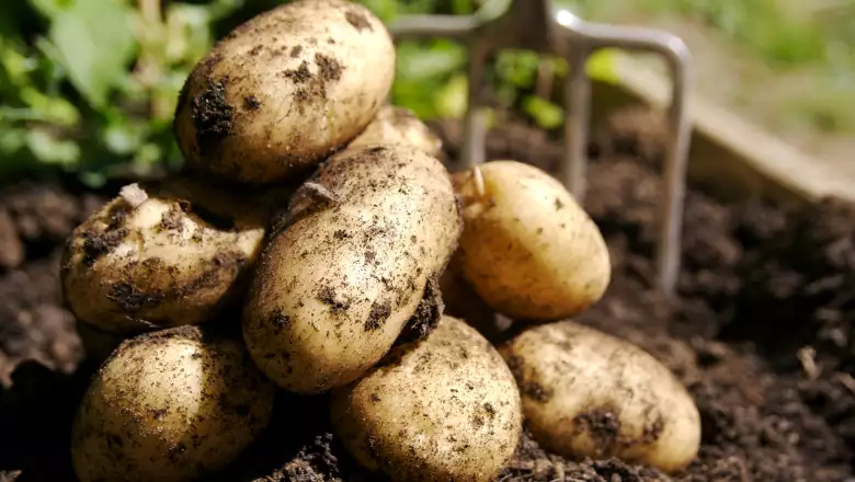 Papas.