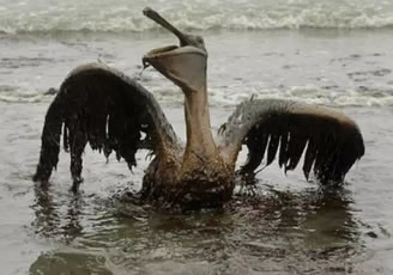La petrolera BP podría ser vetada luego que se avanzó en un freno a concesiones a la firma, para perforaciones. (Foto: Reuters)
