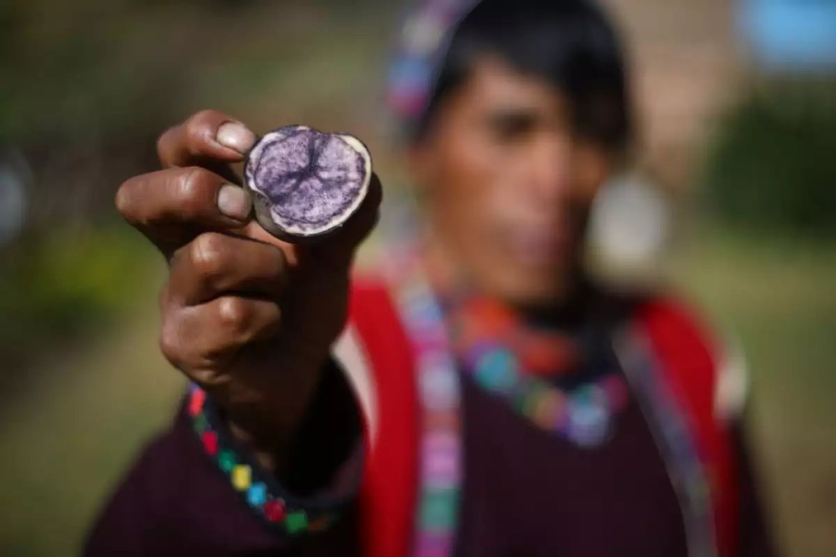 Vegetales con origen peruano.