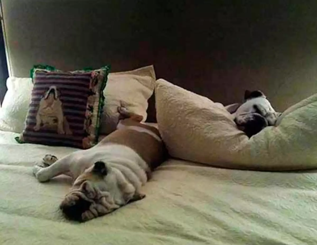 Paulina no viaja sola, sus lujos los comparten tres mascotas: los bulldogs ingleses Keiko, Boli y Morgancita,