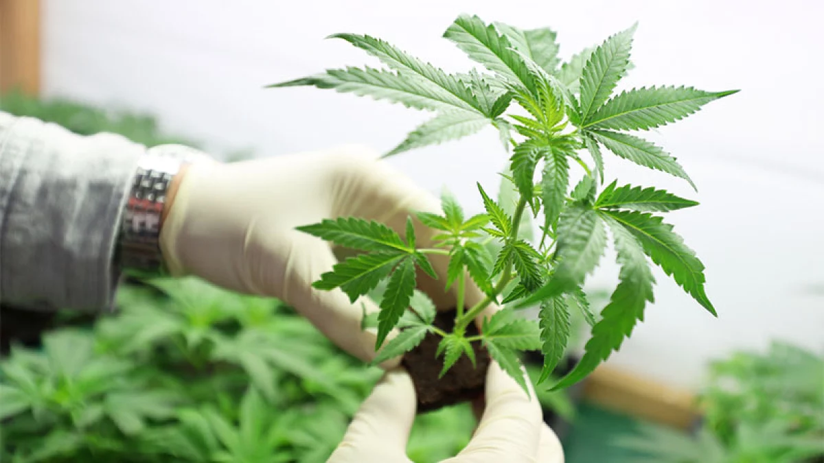 Cannabis