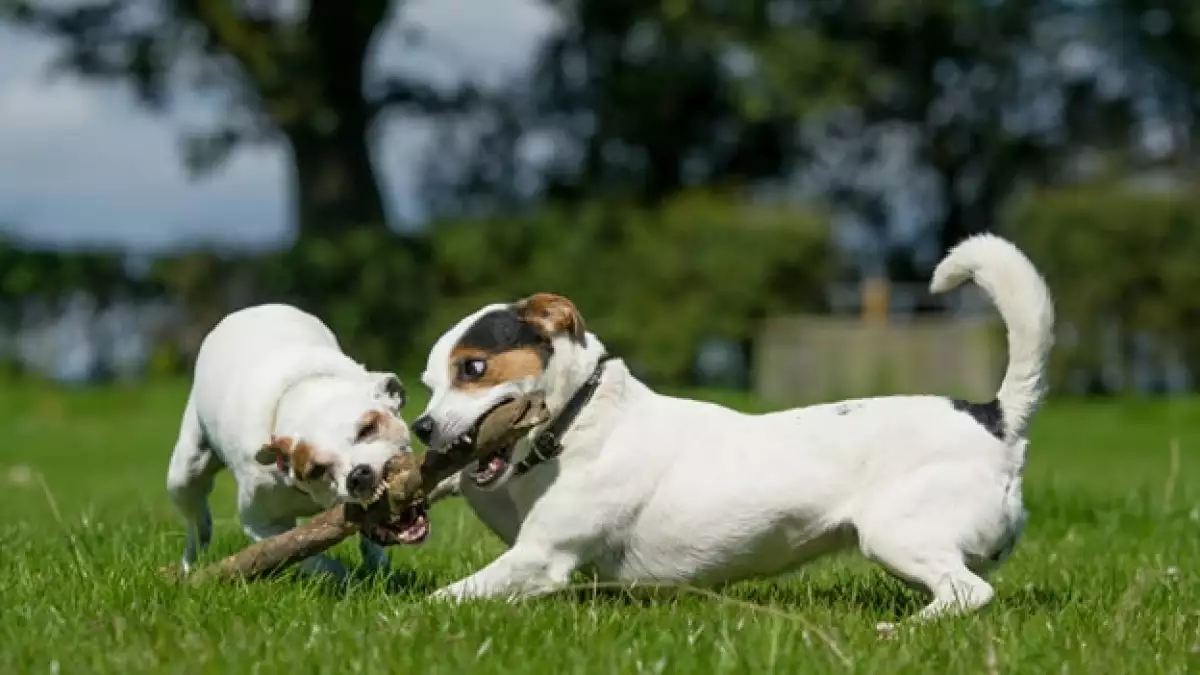 perros celos juego