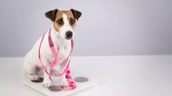 mascotas-sobrepeso-tips