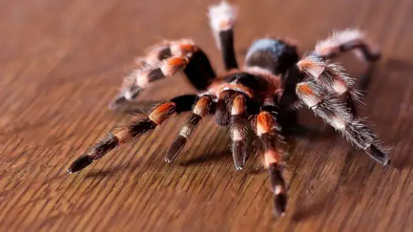 Le tiene fobia a los insectos