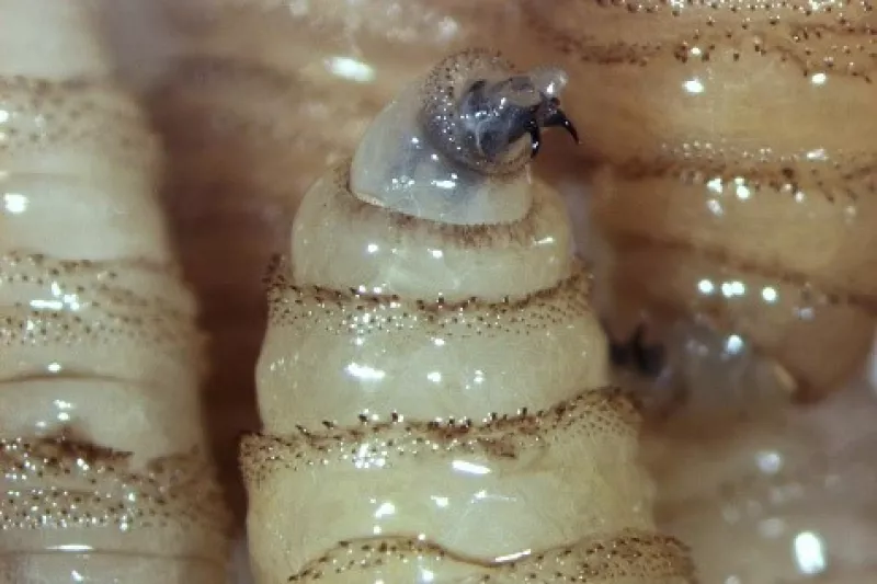 Un solo estado en México tiene más de 87% de casos de miasis por gusano barrenador, ¿cómo se transmite?  