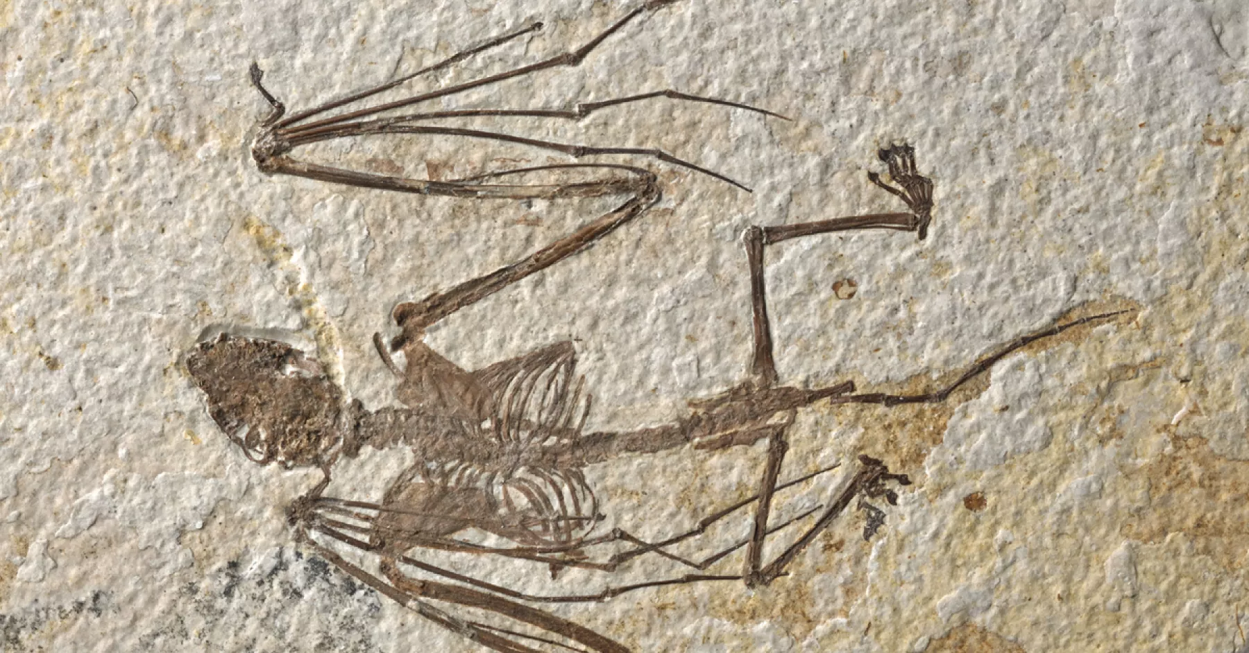 fosil-murcielago-revela-nuevas-especies-evolucion.png