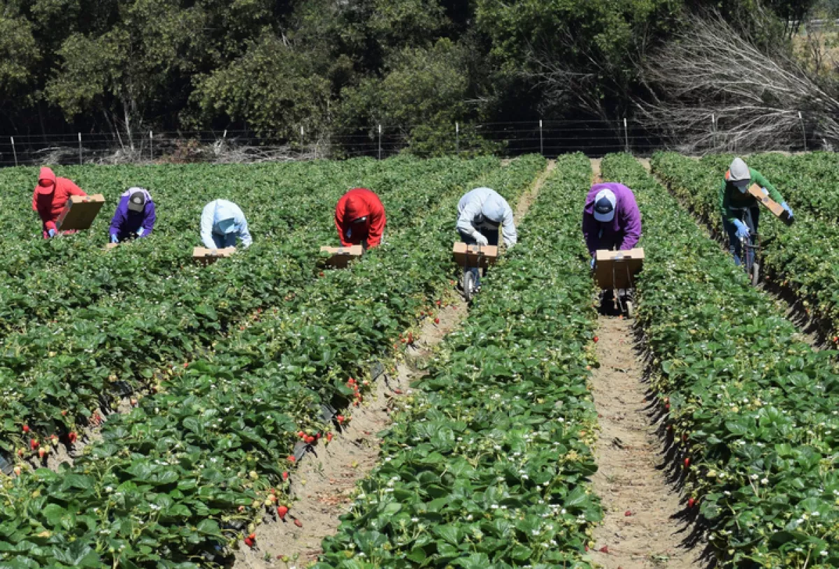 Strawberry Harvest in Central California