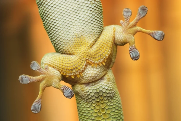 Gecko