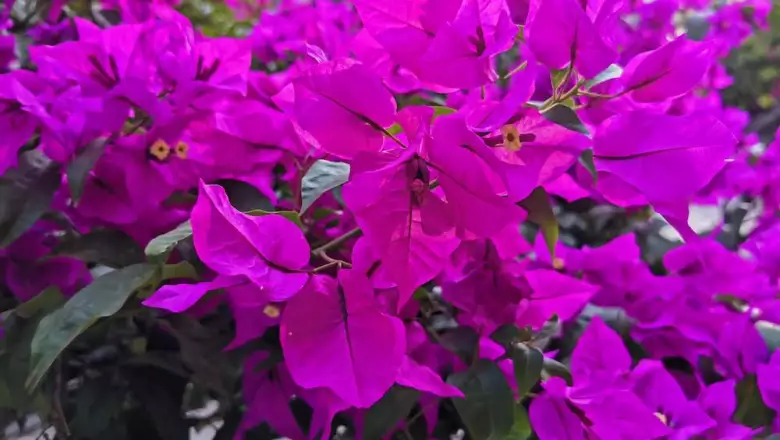 Galeria P30 Pro 4.jpg