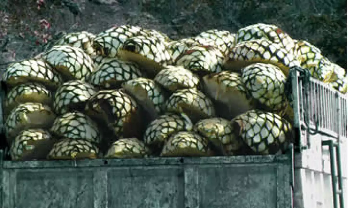 Los residuos de la industria tequilera pueden servir para la producción de aditivos que se usan como base de fertilizantes y alimento de ganado. (Foto: Getty Images)