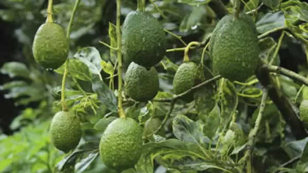 Aguacate Producci�n