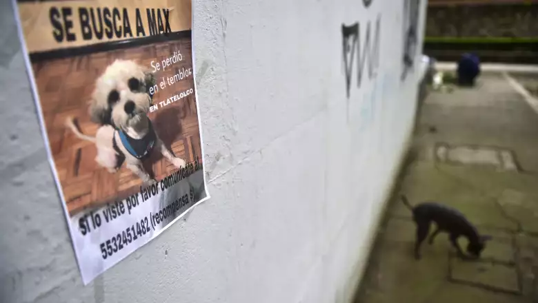 Perros perdidos