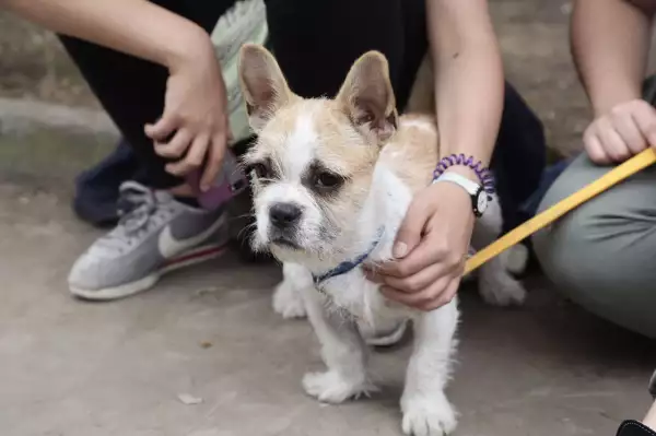 Perro