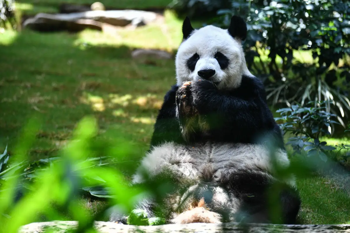 fallece-panda-mas-anciano-mundo