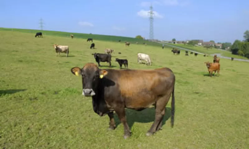 La ganadería ha sido una de las actividades económicas distintivas de Coahuila. (Foto: Photos to Go)